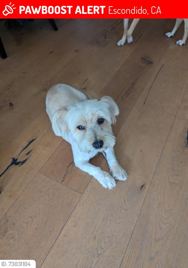Lost Male Dog last seen Oakhill, Escondido, CA 92027