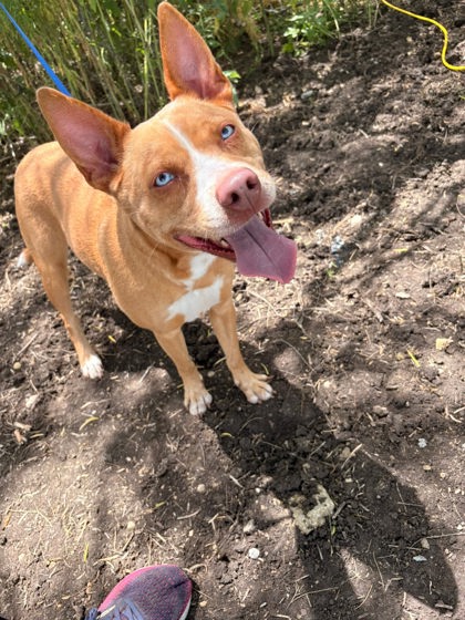 Shelter Stray Female Dog last seen , , TX, 355 Hillshire Dr, Haslet, TX 76052, USA