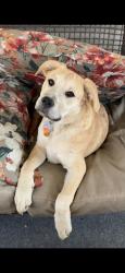 Lost Male Dog last seen Juniata gap, Altoona, PA 16601