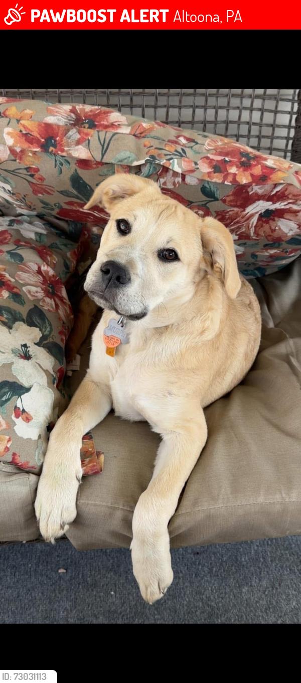 Lost Male Dog last seen Juniata gap, Altoona, PA 16601