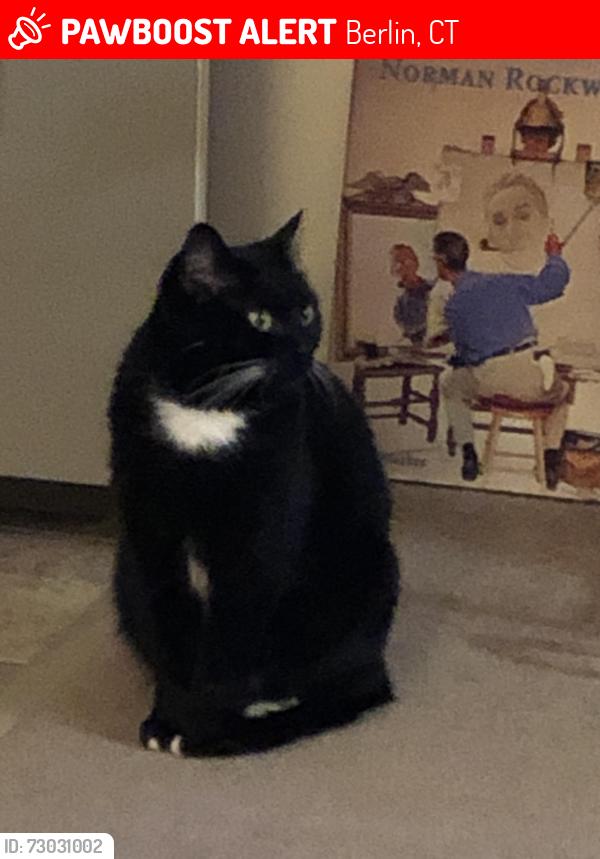 Lost Female Cat last seen Orchard Ridge apmts, webster Street, Berlin, CT 06037