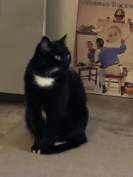 Lost Female Cat last seen Orchard Ridge apmts, webster Street, Berlin, CT 06037
