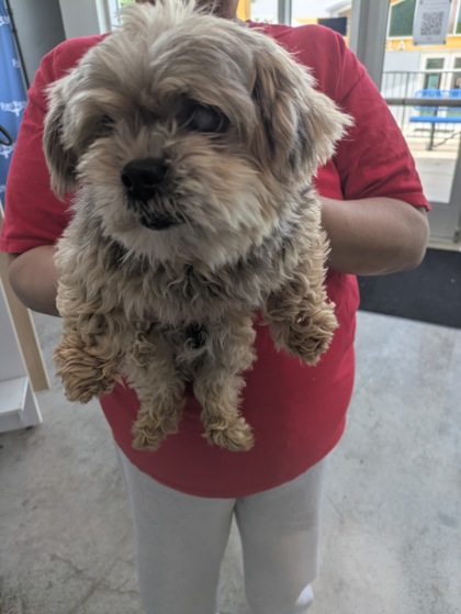 Shelter Stray Male Dog last seen Marine Creek, West District, TX, 355 Hillshire Dr, Haslet, TX 76052, USA