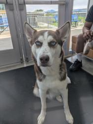 Shelter Stray Male Dog last seen , , TX, 355 Hillshire Dr, Haslet, TX 76052, USA
