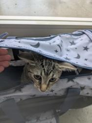 Shelter Stray Female Cat last seen , , TX, 355 Hillshire Dr, Haslet, TX 76052, USA