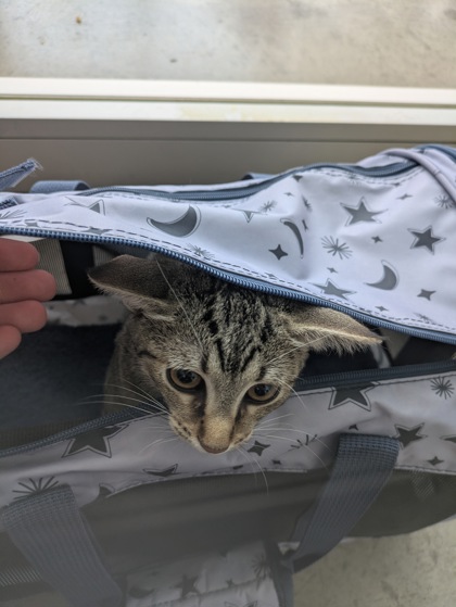 Shelter Stray Female Cat last seen , , TX, 355 Hillshire Dr, Haslet, TX 76052, USA