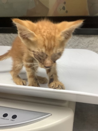 Shelter Stray Female Cat last seen Near TAHOE DR, East District, TX, 355 Hillshire Dr, Haslet, TX 76052, USA