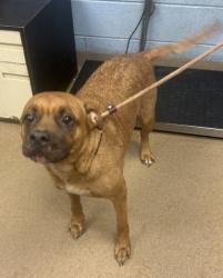 Shelter Stray Female Dog last seen Near Valley Brook Drive Decatur, 30033, 30033, GA, 3280 Chamblee Dunwoody Rd, Chamblee, GA 30341, USA
