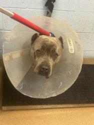 Shelter Stray Female Dog last seen Near Ridge Forest Dr, 30083, GA, 3280 Chamblee Dunwoody Rd, Chamblee, GA 30341, USA