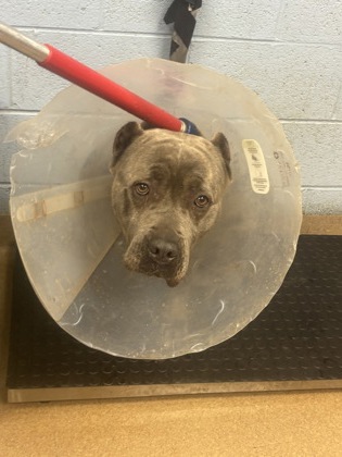 Shelter Stray Female Dog last seen Near Ridge Forest Dr, 30083, GA, 3280 Chamblee Dunwoody Rd, Chamblee, GA 30341, USA