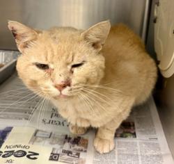Shelter Stray Male Cat last seen Near N Druid Hills Rd NE Ste 100, 30329, GA, 3280 Chamblee Dunwoody Rd, Chamblee, GA 30341, USA