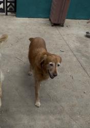Reunited Female Dog last seen Canyon View and Newport Blvd.  , Orange, CA 92869