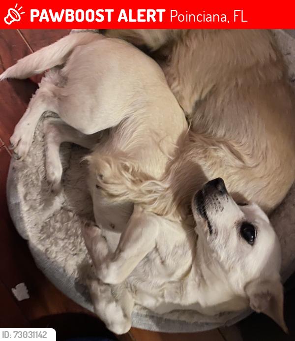 Lost Female Dog last seen Audubon, Poinciana, FL 34759