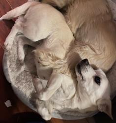 Lost Female Dog last seen Audubon, Poinciana, FL 34759