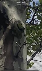 Found/Stray Female Bird last seen Junction Blvd &Queens blvd , Queens, NY 11374