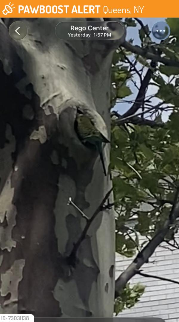 Found/Stray Female Bird last seen Junction Blvd &Queens blvd , Queens, NY 11374