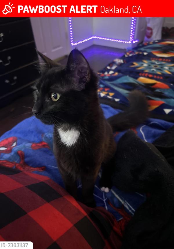 Lost Female Cat last seen Near market st, Oakland, CA 94608