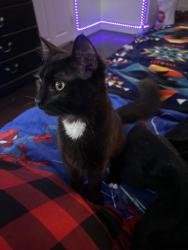 Lost Female Cat last seen Near market st, Oakland, CA 94608