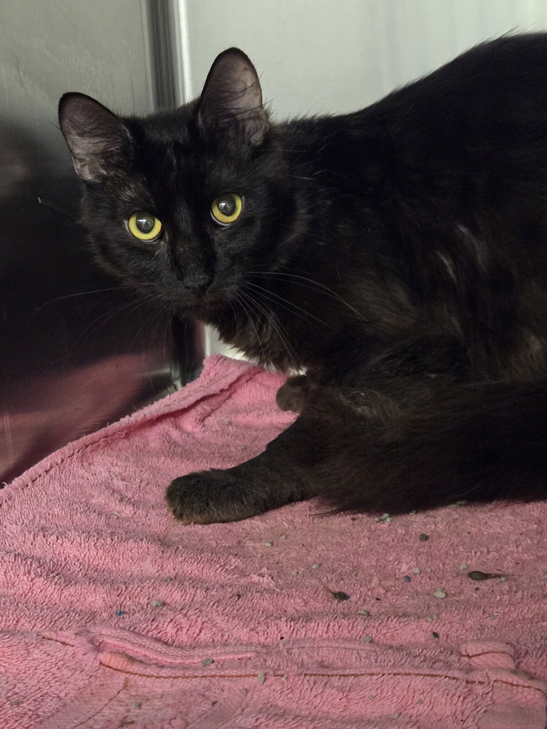 Shelter Stray Male Cat last seen Near Fitzallen Road, GLEN BURNIE, MD, 21060, 411 Maxwell Frye Rd, Millersville, MD 21108, USA