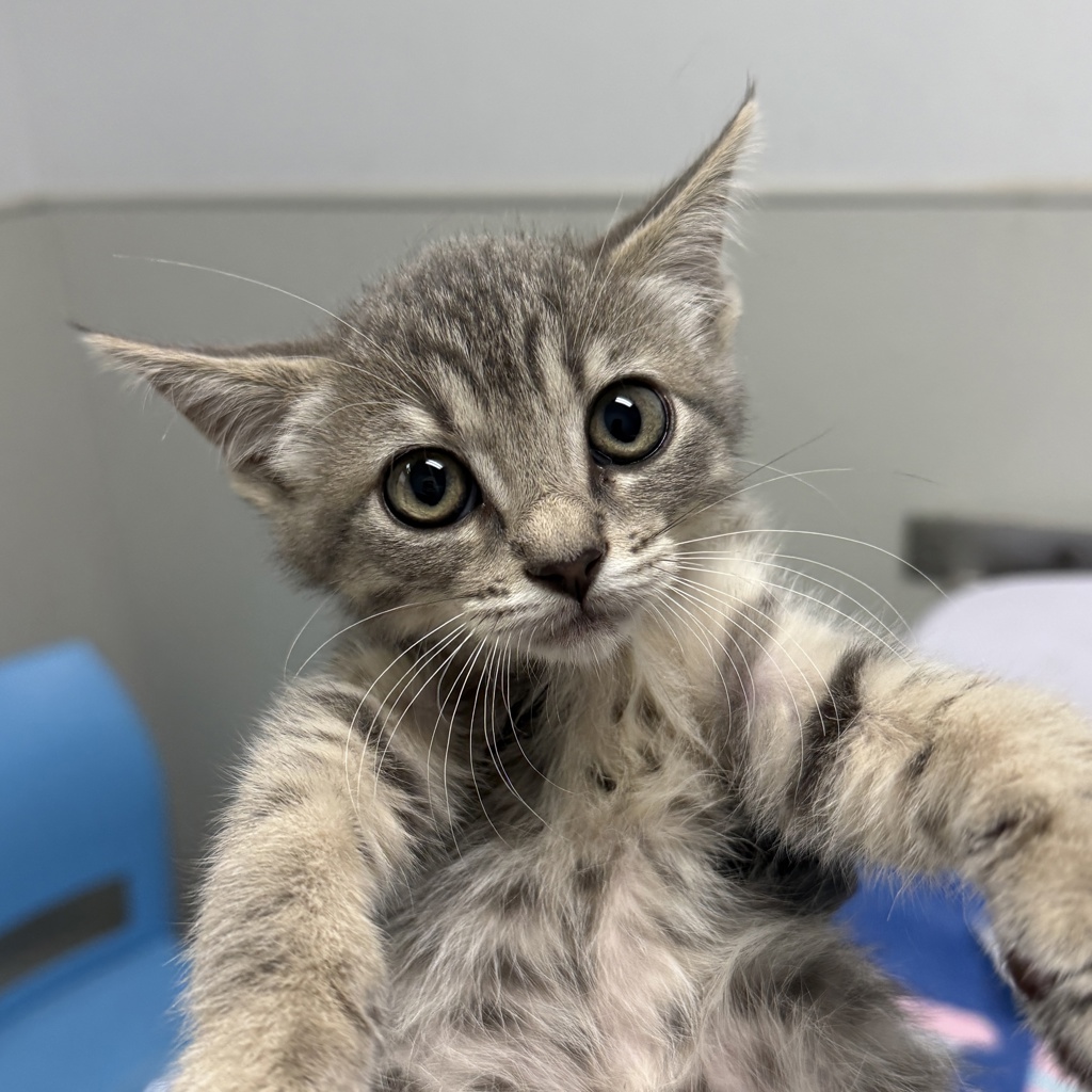 Shelter Stray Female Cat last seen calle Dario, San Diego, CA, 92126, 5500 Gaines St, San Diego, CA 92110, USA