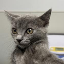 Shelter Stray Female Cat last seen calle Dario, San Diego, CA, 92126, 5500 Gaines St, San Diego, CA 92110, USA