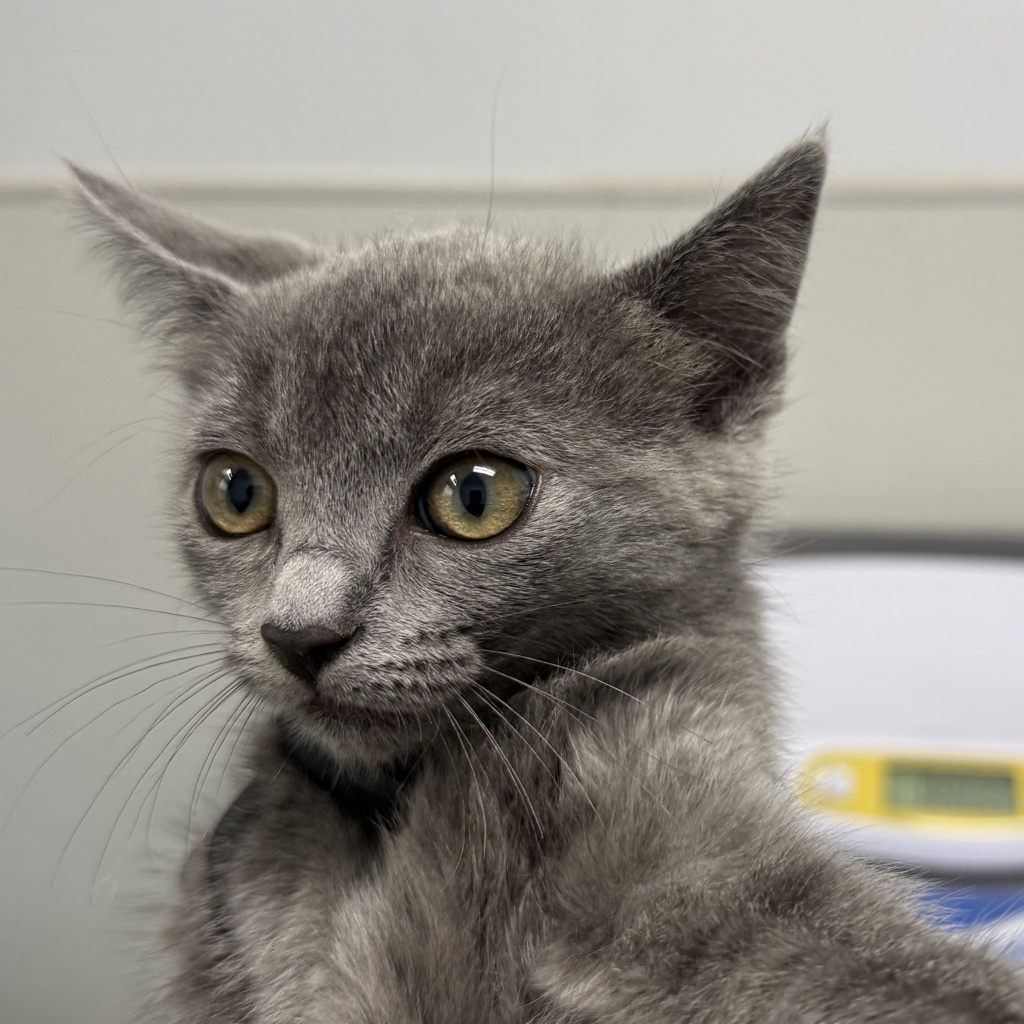 Shelter Stray Female Cat last seen calle Dario, San Diego, CA, 92126, 5500 Gaines St, San Diego, CA 92110, USA