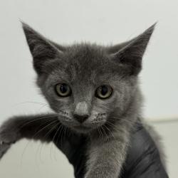 Shelter Stray Female Cat last seen calle Dario, San Diego, CA, 92126, 5500 Gaines St, San Diego, CA 92110, USA