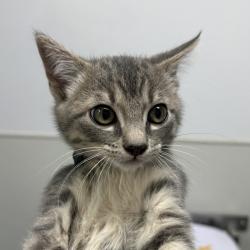 Shelter Stray Male Cat last seen calle Dario, San Diego, CA, 92126, 5500 Gaines St, San Diego, CA 92110, USA