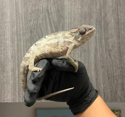 Shelter Stray Unknown Reptile last seen Near Everglades Avenue, San Diego, CA, 92119, 5500 Gaines St, San Diego, CA 92110, USA