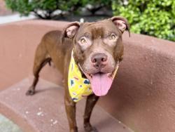 Shelter Stray Male Dog last seen E 170th Street, BRONX, NY, 10457, 326 E 110th St, New York, NY 10029, USA