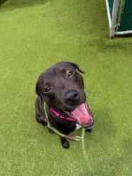 Shelter Stray Male Dog last seen Near Brooklyn Avenue, BROOKLYN, NY, 11210, 326 E 110th St, New York, NY 10029, USA