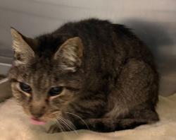 Shelter Stray Female Cat last seen Dell Drive, North Chesterfield, VA, 23235, 9300 Public Works Rd, Chesterfield, VA 23832, USA