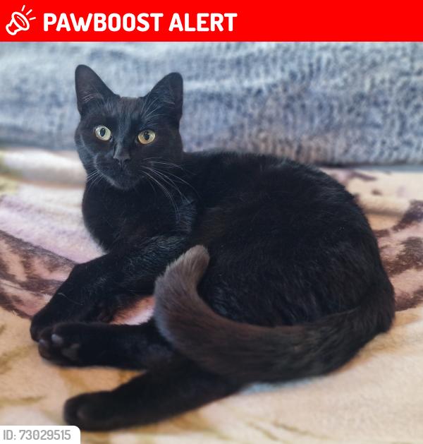 Lost Male Cat last seen Scout Hut on Watson Street, Eccles, England M30 0RF