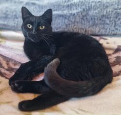 Lost Male Cat last seen Scout Hut on Watson Street, Eccles, England M30 0RF
