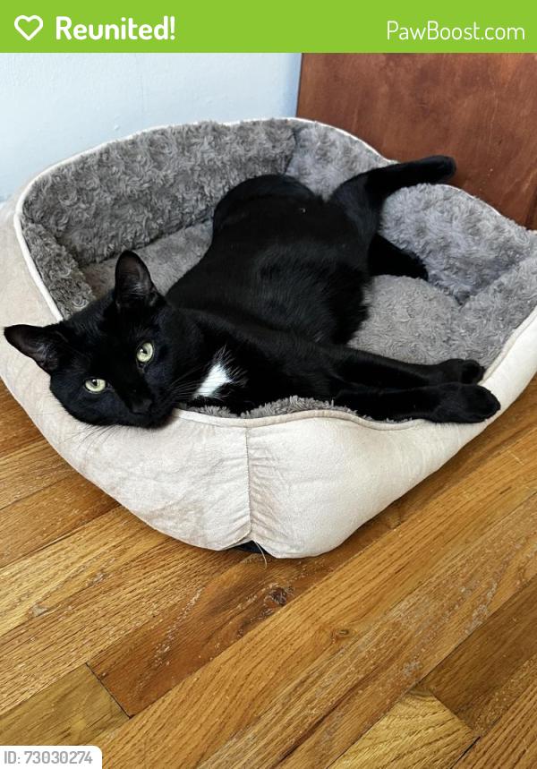 Reunited Male Cat last seen Bell blvd and 73rd Ave , Queens, NY 11364