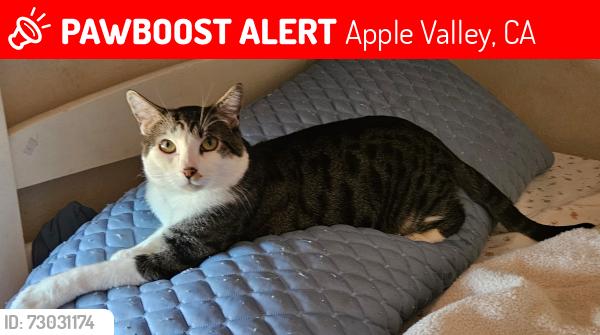Lost Male Cat last seen Del Mar, Apple Valley, CA 92308