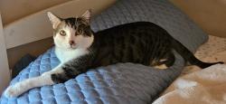 Lost Male Cat last seen Del Mar, Apple Valley, CA 92308
