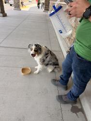 Reunited Female Dog last seen Village way at sprouts , Santa Clarita, CA 91387