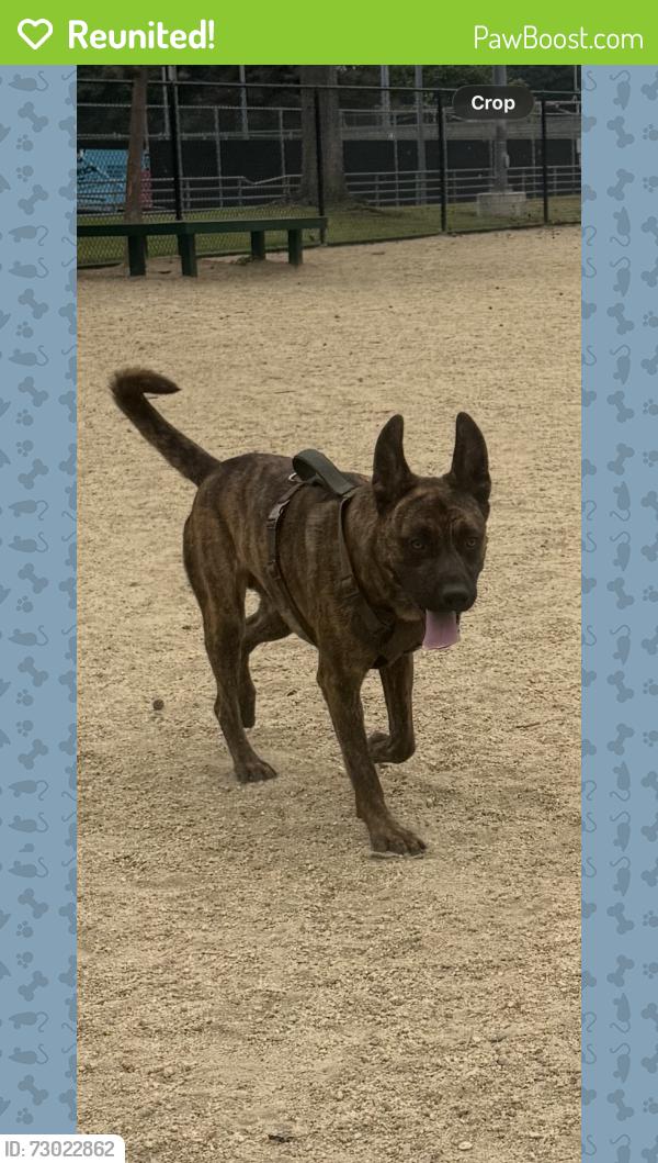 Reunited Male Dog last seen Near Ohio Ave, Los Angeles, CA 90024, Los Angeles, CA 90024