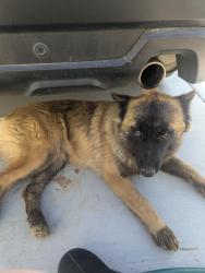 Found/Stray Female Dog last seen Leon and Holland, Riverside County, CA 92596