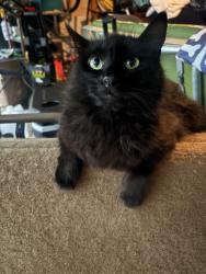 Lost Male Cat last seen Briarmore Drive, Indian Trail, NC 28079