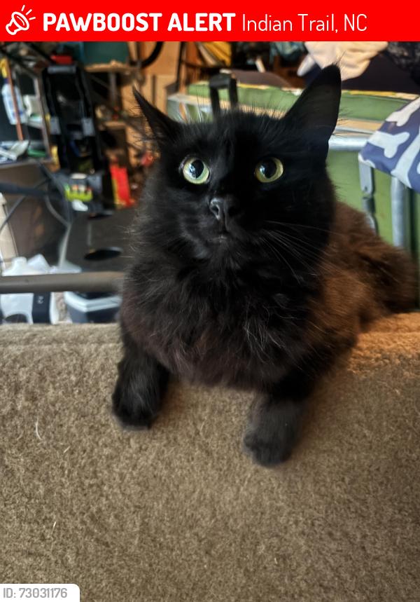 Lost Male Cat last seen Briarmore Drive, Indian Trail, NC 28079