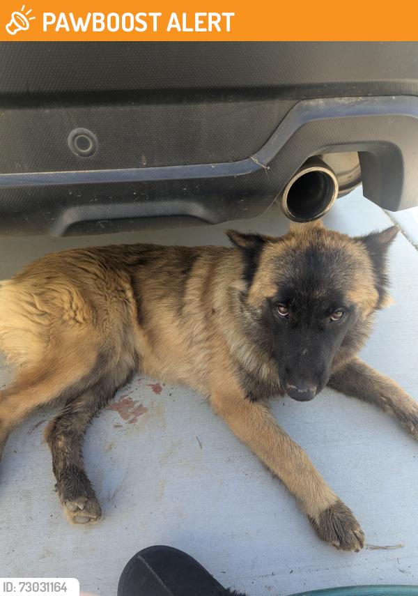 Found/Stray Female Dog last seen Leon and Holland, Riverside County, CA 92596