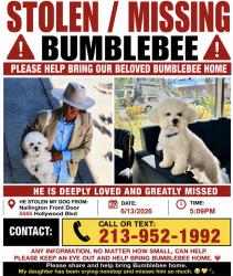 Lost Male Dog last seen Near s los angeles st, Los Angeles, CA 90013