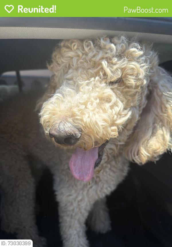 Reunited Male Dog last seen 27th and Glendale , Phoenix, AZ 85051