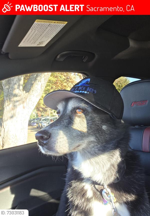 Lost Female Dog last seen Florin road, Sacramento, CA 95823