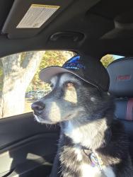 Lost Female Dog last seen Florin road, Sacramento, CA 95823