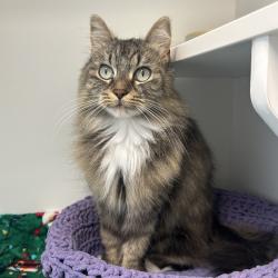 Shelter Stray Female Cat last seen , 8020 Washington St, Port Richey, FL 34668, USA