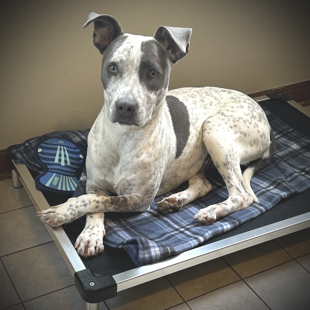 Shelter Stray Female Dog last seen , 2350 Appling City Cove, Memphis, TN 38133, USA