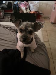 Lost Female Dog last seen Near Fourth St E Palmdale, CA 93550 United States, Palmdale, CA 93550